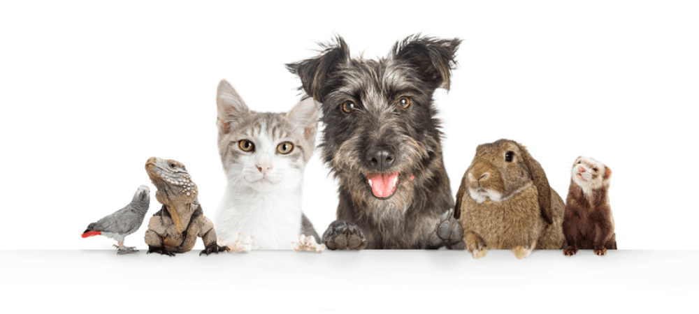HOW TO LAUNCH A SUBSCRIPTION BOX FOR PET SUPPLIES IN 5 SIMPLE STEPS